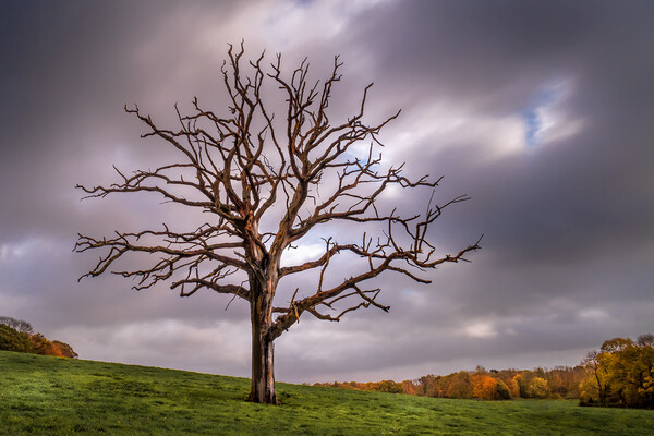 The Dead Tree in Autumn. Picture Board by Mark Jones