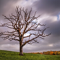 Buy canvas prints of The Dead Tree in Autumn. by Mark Jones