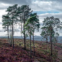 Buy canvas prints of Pines on Black Down Hill by Mark Jones