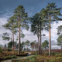 Buy canvas prints of Scots Pines by Mark Jones