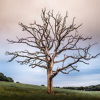 Buy canvas prints of Stork Tree by Mark Jones