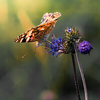 Buy canvas prints of Painted Lady by Mark Jones