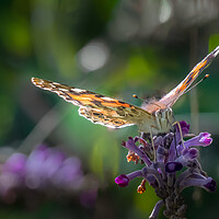 Buy canvas prints of Painted Lady by Mark Jones