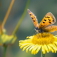 Buy canvas prints of A Small Copper by Mark Jones