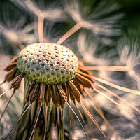 Buy canvas prints of Dandelion Clock by Mark Jones