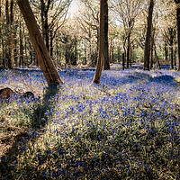 Buy canvas prints of Bluebell Fantasia by Mark Jones