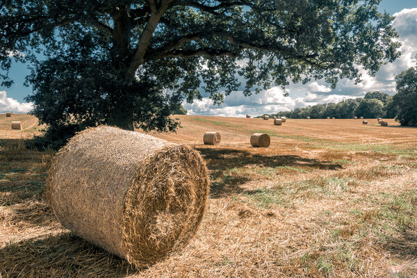 Hay Bales, England Picture Board by Mark Jones