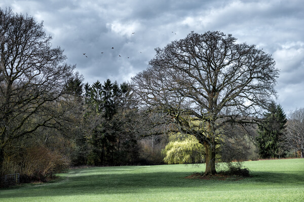 Oak Tree in a Field Picture Board by Mark Jones