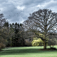 Buy canvas prints of Oak Tree in a Field by Mark Jones