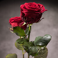 Buy canvas prints of Beautiful red roses in close-up view by Erik Lattwein