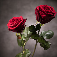 Buy canvas prints of Beautiful background - Red Roses in close-up view by Erik Lattwein