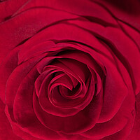 Buy canvas prints of Detail view on the blossoms of red roses by Erik Lattwein