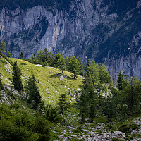 Buy canvas prints of Fir trees on the mountains of the Austrian Alps by Erik Lattwein