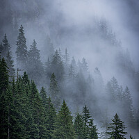 Buy canvas prints of Mist in the fir tree forest of the Austrian Alps - great mountain view by Erik Lattwein