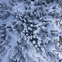 Buy canvas prints of Snow capped fir trees in winter - view from above by Erik Lattwein