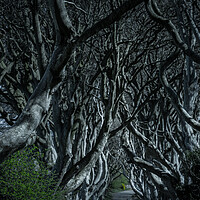 Buy canvas prints of The Dark Hedges in Northern Ireland - amazing nature by Erik Lattwein