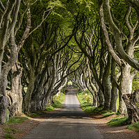 Buy canvas prints of The Dark Hedges - a famous location in Northern Ir by Erik Lattwein