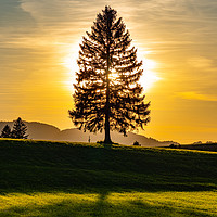 Buy canvas prints of Wonderful fir tree at sunset by Erik Lattwein