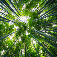 Buy canvas prints of Amazing wide angle view of the Bamboo Forest in Ka by Erik Lattwein