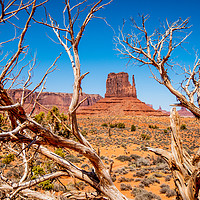 Buy canvas prints of Dry rotten trees at Monument Valley in Utah by Erik Lattwein