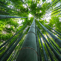 Buy canvas prints of Tall Bamboo trees in an Japanese Forest by Erik Lattwein
