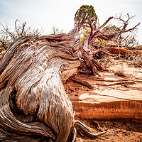 Buy canvas prints of Dry rotten trees in the desert of Utah by Erik Lattwein