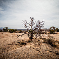 Buy canvas prints of Amazing landscape and vegetation in the desert of  by Erik Lattwein