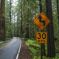 Buy canvas prints of Beautiful street through the Redwood Forest by Erik Lattwein