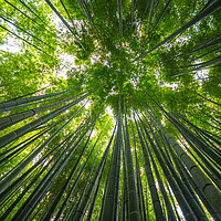 Buy canvas prints of Bamboo Forest in Japan - a wonderful place for rec by Erik Lattwein