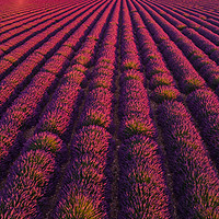 Buy canvas prints of The lavender fields of Valensole Provence in Franc by Erik Lattwein