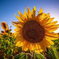 Buy canvas prints of Close up of sunflowers in the Provence France by Erik Lattwein