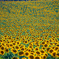 Buy canvas prints of Huge sunflower fields in the Provence France by Erik Lattwein
