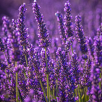 Buy canvas prints of Famous lavender fields in France Provence by Erik Lattwein