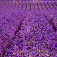 Buy canvas prints of The violet lavender fields of Valensole Provence i by Erik Lattwein