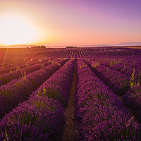 Buy canvas prints of Amazing sunset over the lavender fields of Valenso by Erik Lattwein