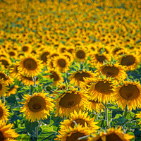 Buy canvas prints of Huge sunflower fields in the Provence France by Erik Lattwein
