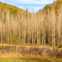 Buy canvas prints of A forest of poplar trees without leaves in winter by Jordi Carrio