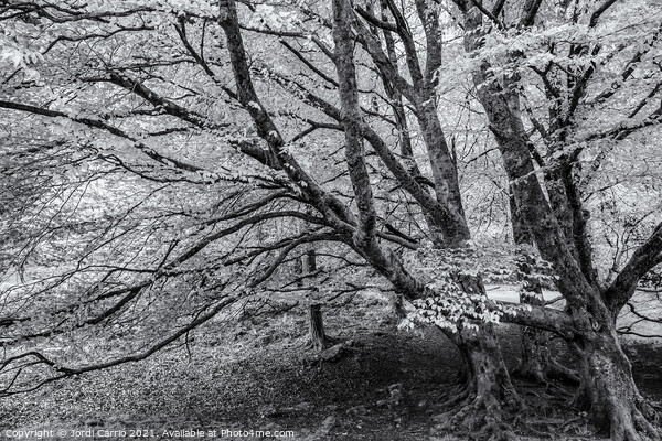 Whispers of Glendalough - C1605-5635-BW Picture Board by Jordi Carrio