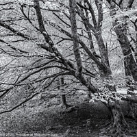 Buy canvas prints of Whispers of Glendalough - C1605-5635-BW by Jordi Carrio