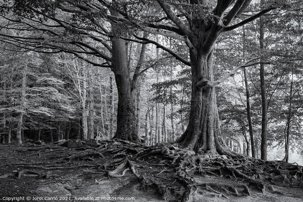 Roots of Montseny in B/W - C1509-2774-BW Picture Board by Jordi Carrio
