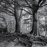 Buy canvas prints of Roots of Montseny in B/W - C1509-2774-BW by Jordi Carrio