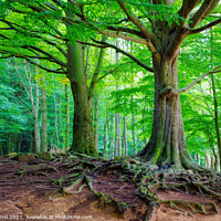 Buy canvas prints of Majestic Montseny Beech Forest - C1509-2774-GLA by Jordi Carrio