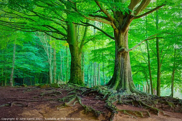 Mighty Beech Forest in Montseny - C1509-2774-GLA Picture Board by Jordi Carrio