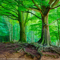 Buy canvas prints of Mighty Beech Forest in Montseny - C1509-2774-GLA by Jordi Carrio