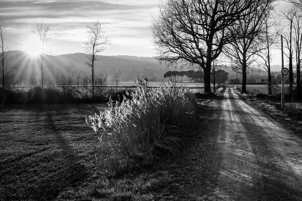 Rural road to Senfores, Catalonia - B&W Picture Board by Jordi Carrio
