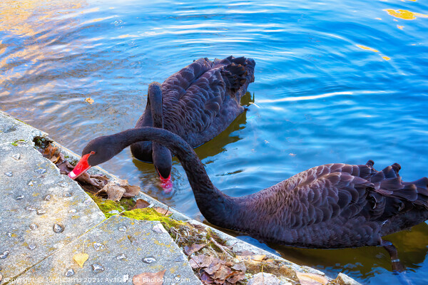 Two black swans eating in lake - Glamor Edition  Picture Board by Jordi Carrio