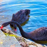 Buy canvas prints of Two black swans eating in lake - Glamor Edition  by Jordi Carrio