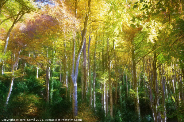 Grevolosa, beech forest in autumn - Picturesque Edition Picture Board by Jordi Carrio