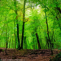Buy canvas prints of The green beech forest - C1510-3231-PIN by Jordi Carrio
