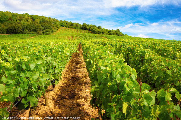 Burgundy vineyards - Orton glow Edition  Picture Board by Jordi Carrio